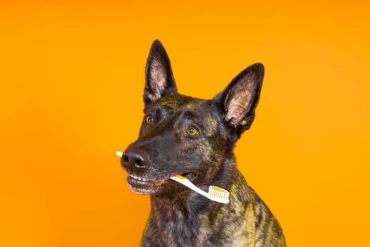 Dog holding toothbrush in his teeth on a clean red yellow background