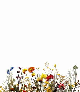 A field of yellow flowers with a white background. The flowers are in full bloom and the grass is tall. Concept of warmth and happiness, as the bright colors of the flowers