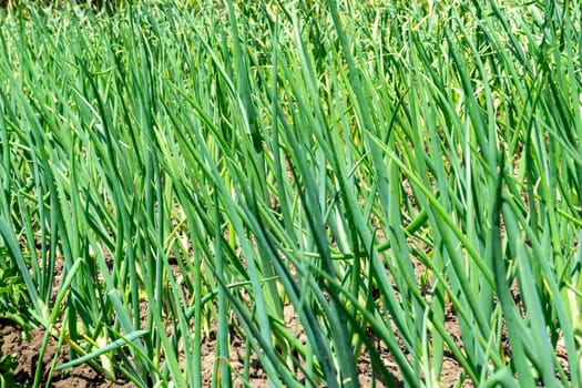 Growing green onions in open ground.