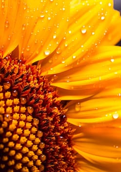 A close up of a yellow flower with water droplets on it. The droplets are scattered all over the flower, giving it a dreamy and ethereal appearance. The flower is the main focus of the image