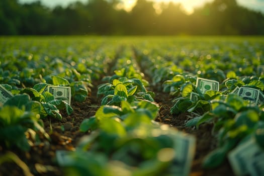 An agriculture field of terrestrial plants and grasses, including leafy vegetables and flowering plants, basking in sunlight with labels