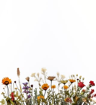 A field of yellow flowers with a white background. The flowers are in full bloom and the grass is tall. Concept of warmth and happiness, as the bright colors of the flowers