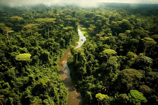 Two people are walking through a lush green jungle. The trees are tall and the foliage is dense