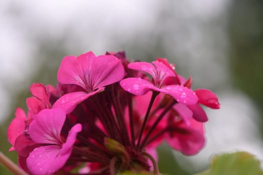 Closeup shot of red pelargonium inquinans flowers in the gold light of the sun.1
