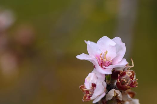 Extreme close-up of pink almond blossoms against blue sky - selective focus 1