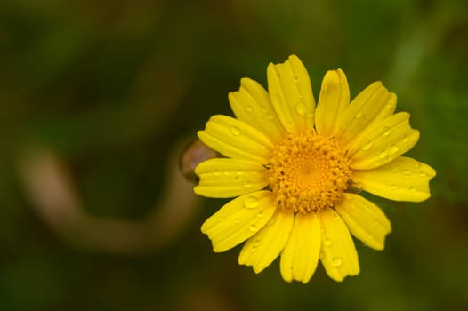 Mediterranean yellow daisy flower 2