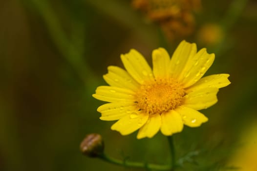 Glebionis coronaria, Mediterranean daisy