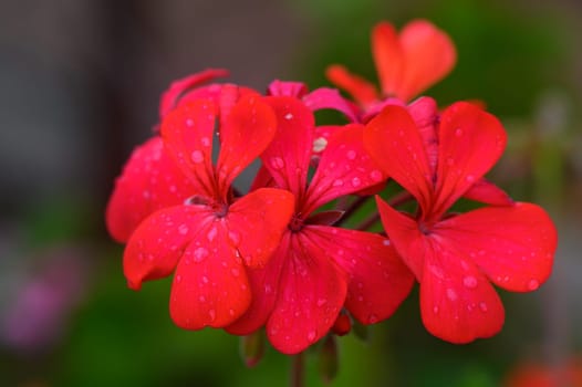 Red geranium blossoms in the summer garden.(Pelargonium inquinans: scarlet Geranium, malva) 2