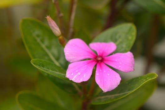 Madagascar periwinkle-Rosy Periwinkle-Catharanthus roseus with rain drops 1