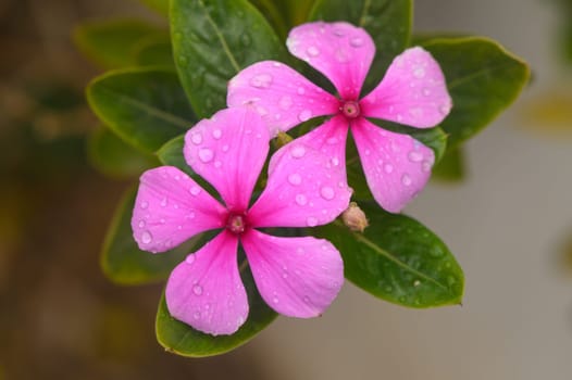 Magenta periwinkle,vinca (Catharanthus),pink lily flower 1