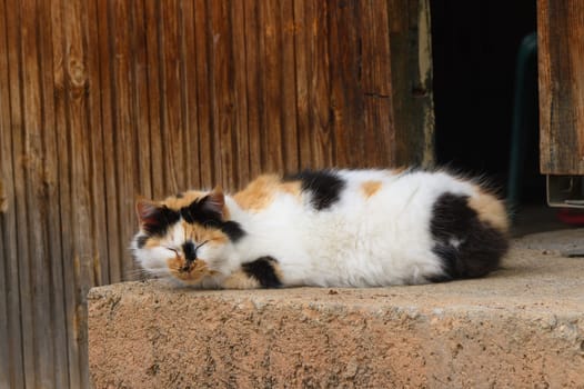 A fluffy cat with a white chest sleeps on the window, basking in the spring sun.