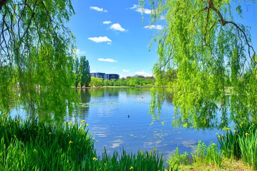 Natural lake with trees sunny day