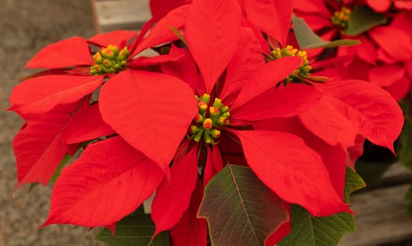 Red Striking Poinsettia Flower, With Star-shaped Red Leaves, Christmas Eve Flower, Flor De Nochebuena. Tropical Shrub. Horizontal Plane, Closeup. National Poinsettia Day Celebration