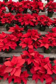 ManyRed Striking Poinsettia Flower, With Star-shaped Red Leaves, Christmas Eve Flower, Flor De Nochebuena. Tropical Shrub. Vertical Backdrop. National Poinsettia Day Celebration