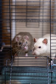 Domestic rat in a cage holds food with its paws and eats. A rodent with whiskers, a tail, and whitefooted mice is sitting in a cage, gazing out the window. It may be a pet or a pest like packrats