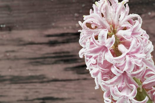 Flowering plant of pink  hyacinth with rain drops,   bulbous flower ,