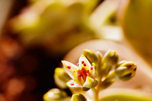 Detail of succulent plant graptopetalum common named ghost plant or mother-of-pearl with small flowers ,