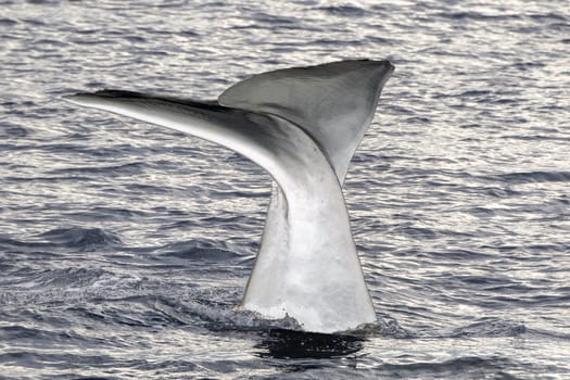 Close contact with Sperm Whale diving mediterranean sea at sunset