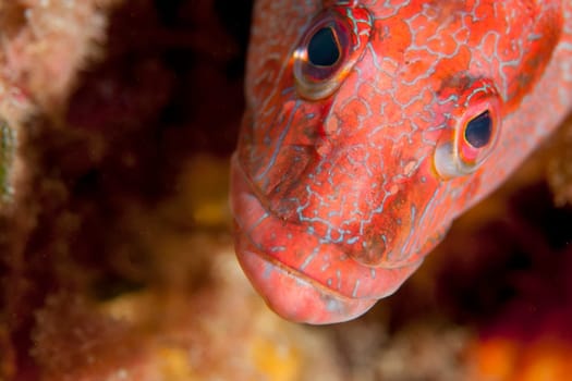 Red reef grouper fish looking at you