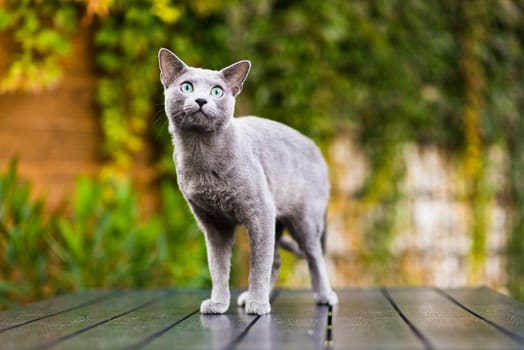 British playful cat on a table outdoors. Gaze, home pet, healthy lifestyle concept.