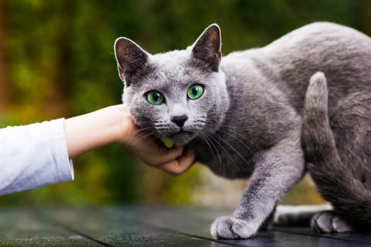 British playful cat on a table outdoors. Gaze, home pet, healthy lifestyle concept.