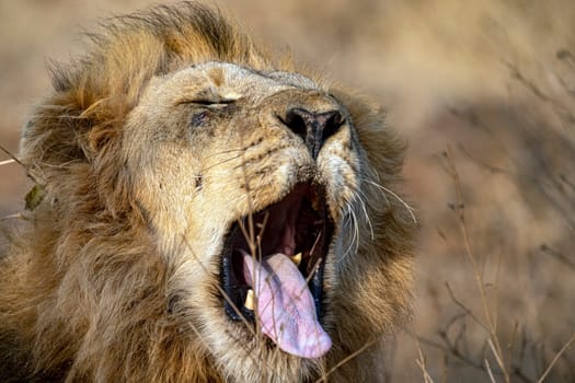 roar of male lion in kruger park south africa close up