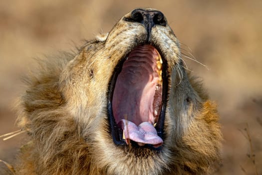 roar of male lion in kruger park south africa close up