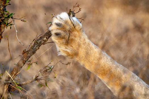 paw of male lion in kruger park south africa close up