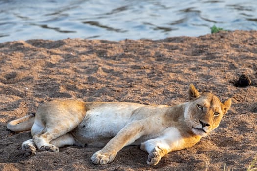 female lion resting in kruger park south africa