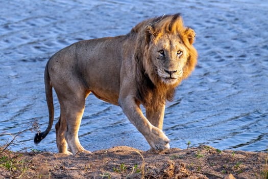 male lion in kruger park south africa close up coming to you from pool