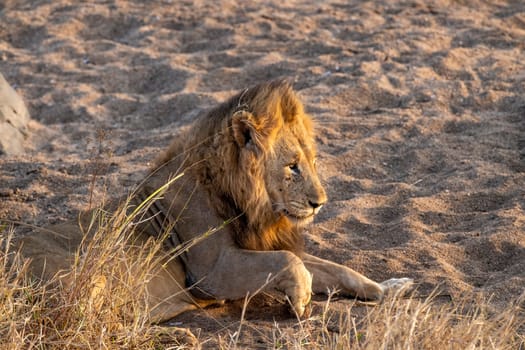 male lion in kruger park south africa close up