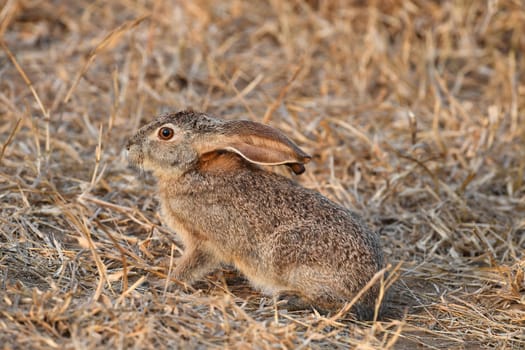 freightened hare in kruger park south africa