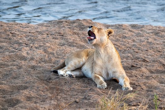 female lion roarig in kruger park south africa