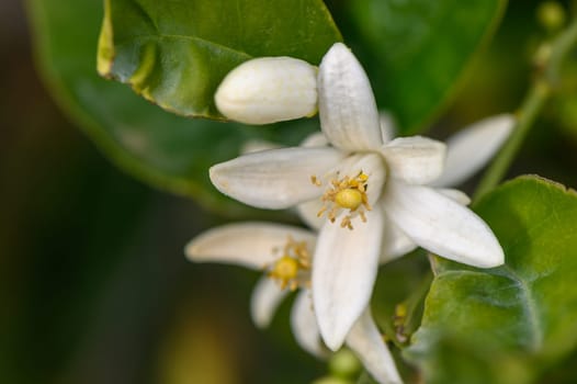 Closeup of orange blossoms on a tree 5