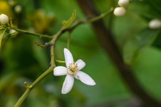 Closeup of orange blossoms on a tree 4
