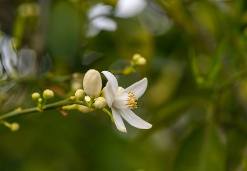 closeup shot of orange blossom flowers on sweet orange tree 2