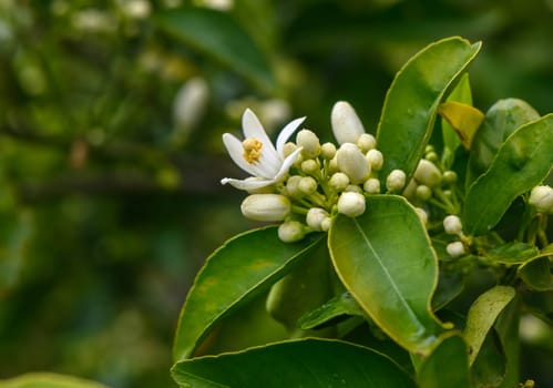 closeup shot of orange blossom flowers on sweet orange tree 1