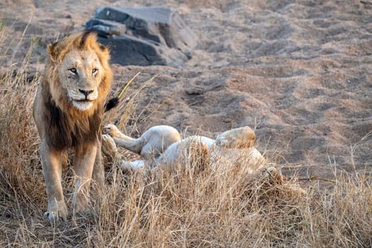 mating season for lion and lioness in kruger park south africa