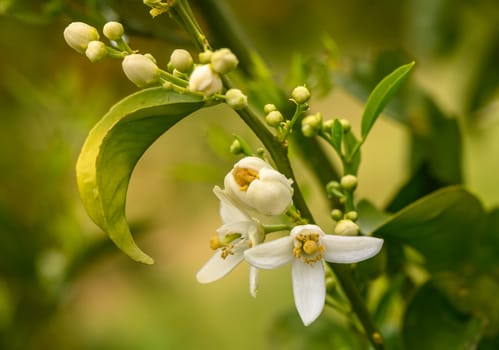 closeup shot of orange blossom flowers on sweet orange tree 1