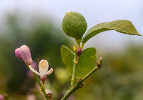Bunch of lemon blossom flowers on tree.2