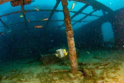 scuba divers exploring a shipwreck underwater