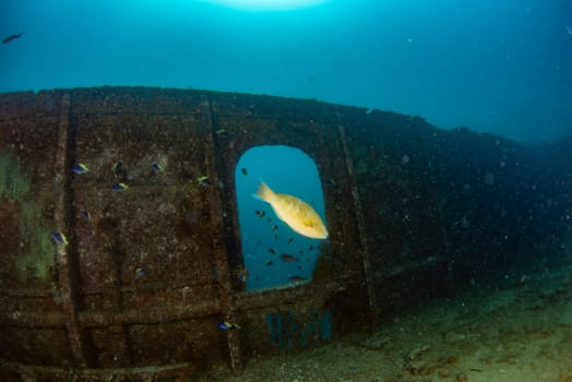 scuba divers exploring a shipwreck underwater