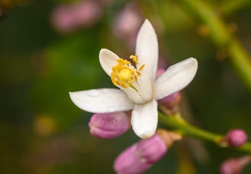lemon; flowers, leaves and buds, Citrus limon, 1