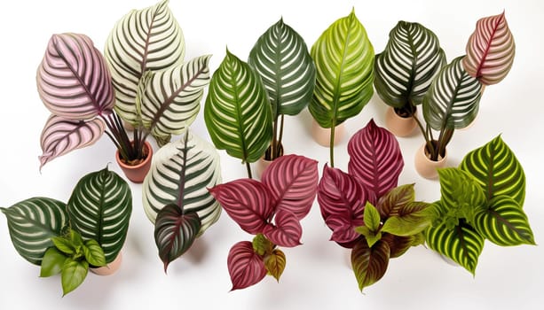 group of different Calathea varieties displaying. High quality photo