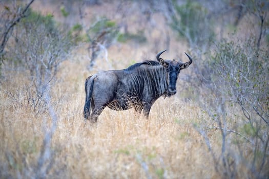 Gnu Kruger National Park South Africa portrait