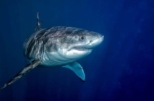 Great White shark while coming to you on deep blue ocean background