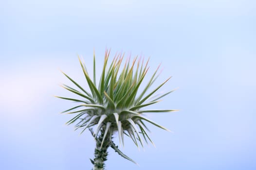 Thistle flowers in the forest in Cyprus Herbal remedy Silybum marianum, St. Mary's thistle 5