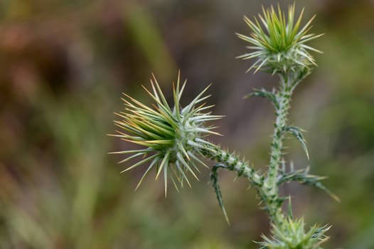 Thistle flowers in the forest in Cyprus Herbal remedy Silybum marianum, St. Mary's thistle 6