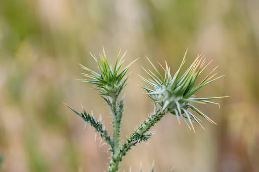 Thistle flowers in the forest in Cyprus Herbal remedy Silybum marianum, St. Mary's thistle 7