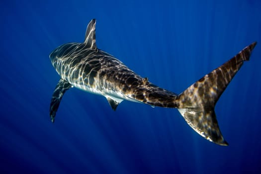 Great White shark while coming to you on deep blue ocean background